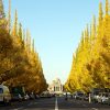 10月は紅葉狩りの季節！東京周辺のオススメスポットはどこ？一番有名なスポットは？